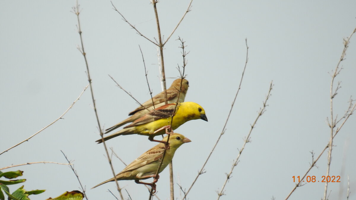 Sudan Golden Sparrow